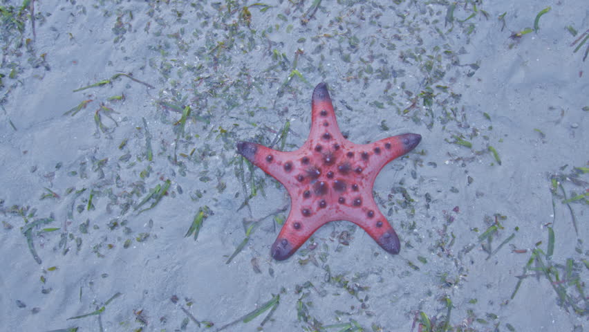Soft waves crashing colorful starfish
Waves wash over the sand and fill up the starfish during high tide.
Starfish live in shallow seashores. Living along the sea grass
