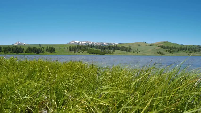 Yellowstone Lake with lush grass in the foreground, a rocky coastline and the snow capped mountains of the Absaroka Mountain Range in the background.