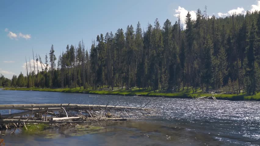Lewis River in Yellowstone National Park winding through grass land. Woods on both sides, clear blue sky.