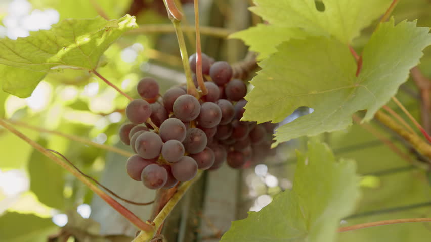 Female farmer hand touching dark grape bunch in vineyard in sunlight.