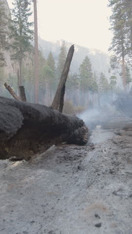 A glimpse into the beauty of Yosemite National Park, showcasing the aftermath of wildfires among its towering trees and lush landscapes that inspire deep reflection and contemplation