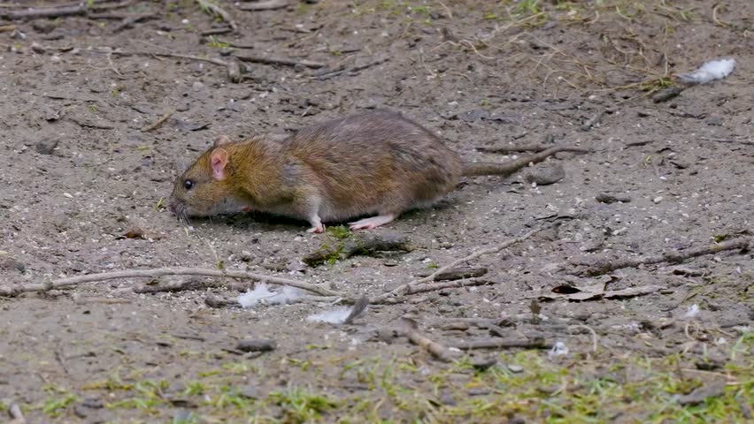 A Brown Rat Feeding on the Ground