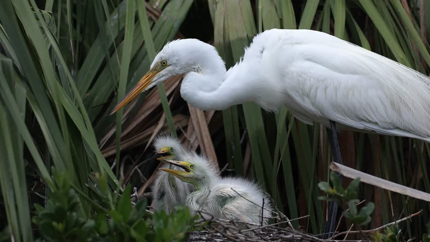 Great egrets nesting in Florida 