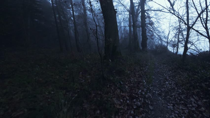 scary forest. mystical forest in blue tones in fog.Dark mysticism of the atmosphere.atmosphere of danger and fear. 4k footage