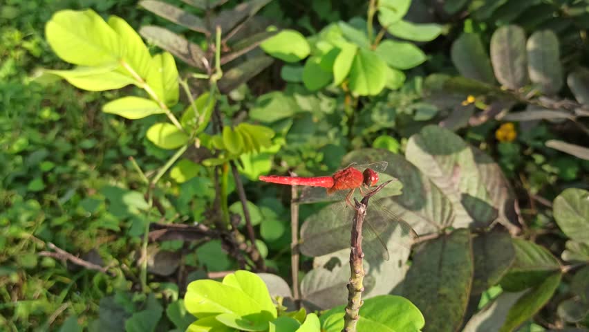 red dragonfly in the garden