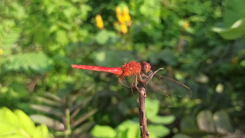 red dragonfly in the garden