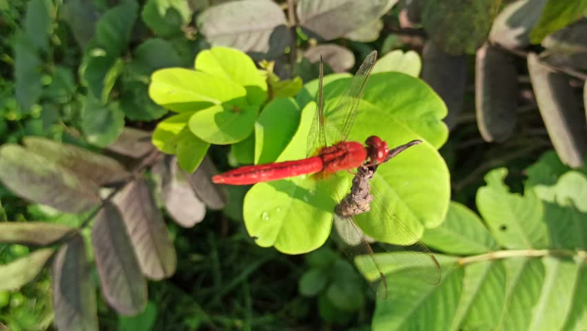 red dragonfly in the garden