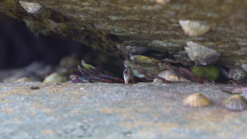 Group of Purple rock crabs, (Leptograpsus variegatus) shelter between two rocks, surrounded by limpets and barnacles in an intertidal ecosystem, close up shot.