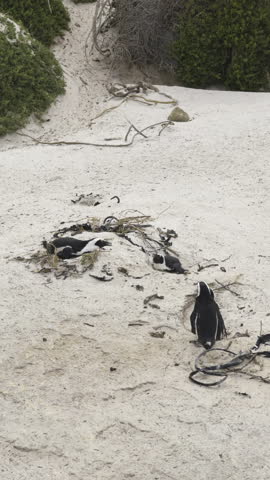 Penguins nesting on white sandy beach at Boulders Beach, South Africa, in daytime
