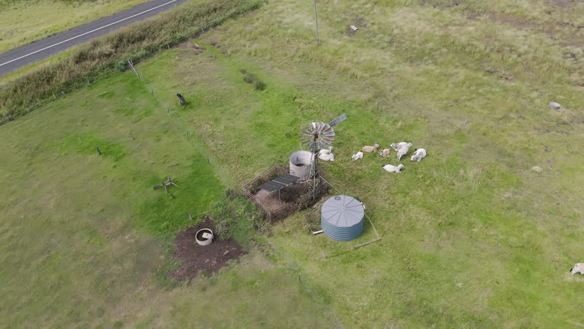 Cattle herd feeding near windmill in open field