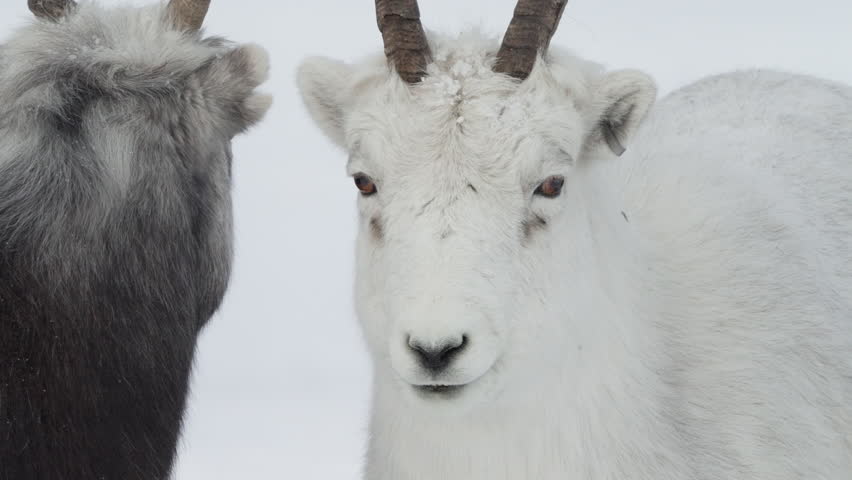 White Thinhorn Sheep Standing On Snowy Landscape In Whitehorse, Yukon, Canada - Close Up