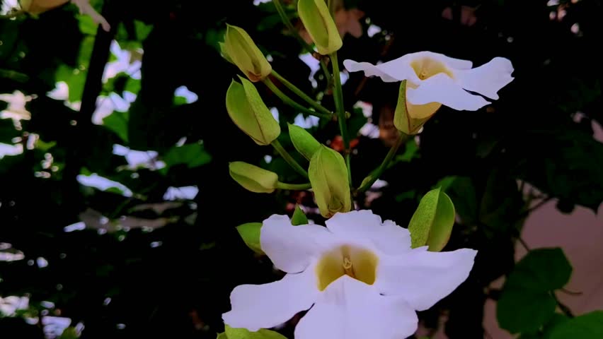 BackGround| Charming Little White Flower #29