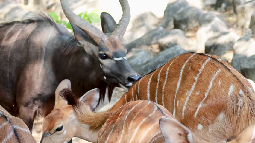 Nyala antelopes interacting in a forest setting