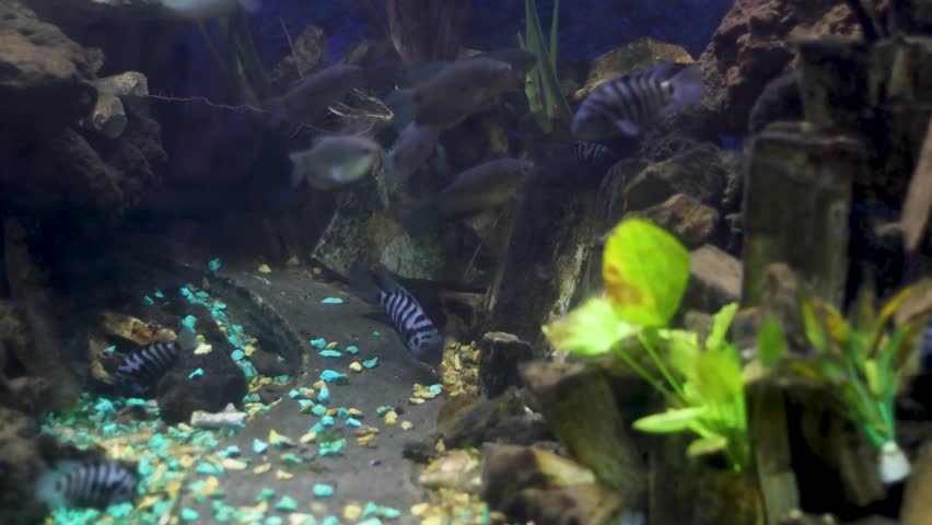 Convict cichlid (Amatitlania nigrofasciata) fish swimming in an aquarium at a zoo