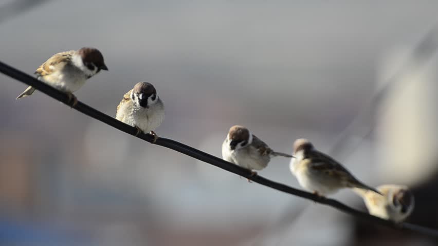 Sparrow birds sitting on wire