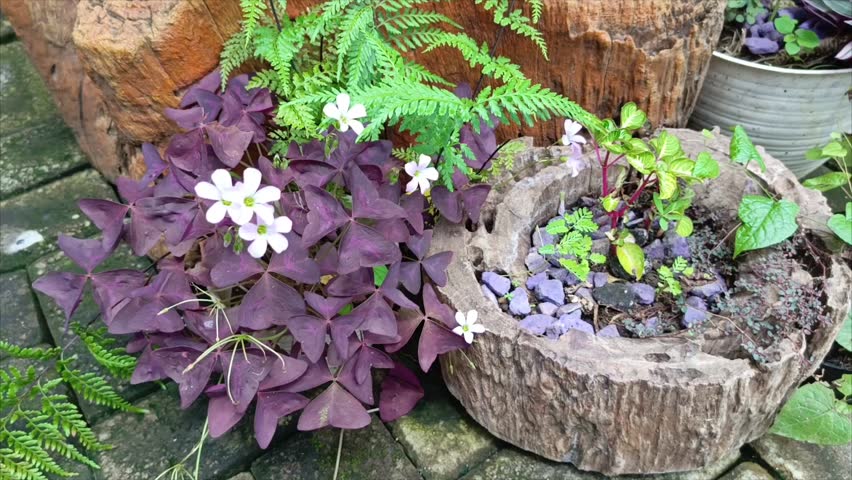 Butterfly Flower or Oxalis triangularis flower Luxurious and Exotic Purple ornamental plant in the park 