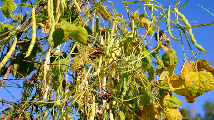 harvest in the bean garden. Selective focus.