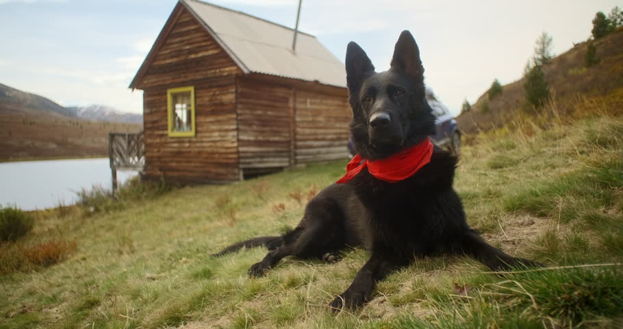 Black german shepherd dog wearing red bandana lying down in the grass near a wooden cabin in a mountain valley with a lake and a car parked nearby
