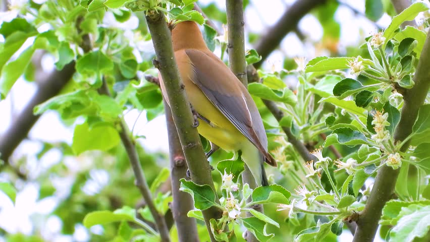 Beautiful Cedar Waxwing bird looking around from a tree branch and flying away