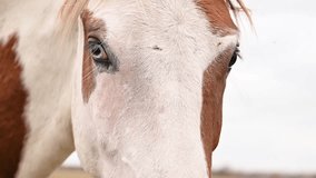 Detailed close-up of a horses muzzle, focus on eyes and unique markings, soft fur blending with natural background, capturing equine beauty in a moment Horse face close-up: details and expression - Powered by Shutterstock - Get 15% off with code: PIKWIZARD15