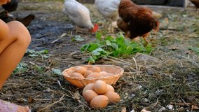 Child collecting eggs on a farm. Selective focus. - Powered by Shutterstock - Get 15% off with code: PIKWIZARD15