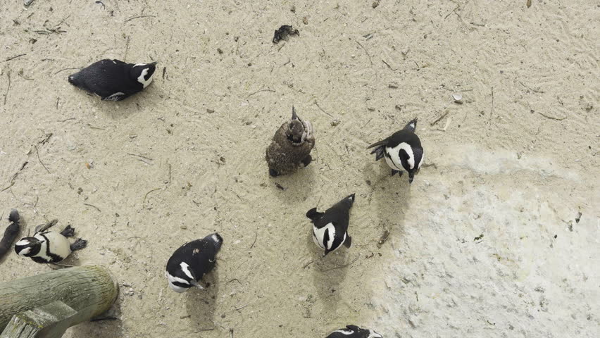A group of penguins at Boulders Beach in South Africa, with a lone bird in the center