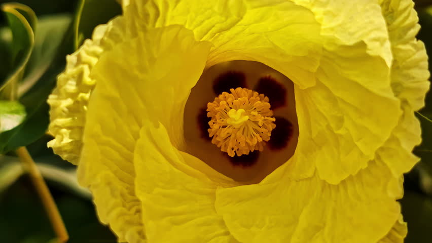 A bright yellow flower with textured petals and a vibrant red-centered core