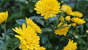 Closeup yellow chrysanthemum flowers in the garden after rain covered with dew drops on the petals. Beautiful seasonal plants - Powered by Shutterstock - Get 15% off with code: PIKWIZARD15