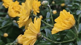 Closeup yellow chrysanthemum flowers in the garden after rain covered with dew drops on the petals. Beautiful seasonal plants - Powered by Shutterstock - Get 15% off with code: PIKWIZARD15