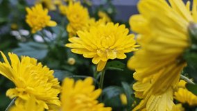 Closeup yellow chrysanthemum flowers in the garden after rain covered with dew drops on the petals. Beautiful seasonal plants - Powered by Shutterstock - Get 15% off with code: PIKWIZARD15