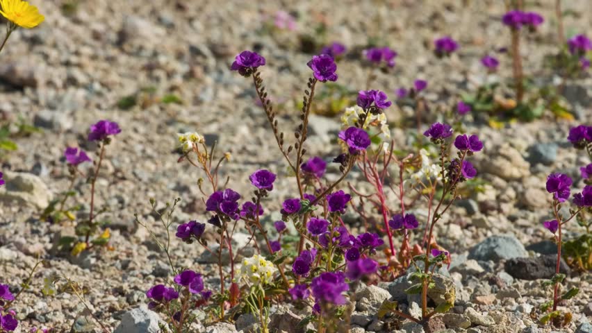 A detailed close-up of the Notch-leaved phacelia (Phacelia crenulata) in Death Valley National Park, California. This 4K UHD footage highlights the intricate beauty of this desert wildflower in its na