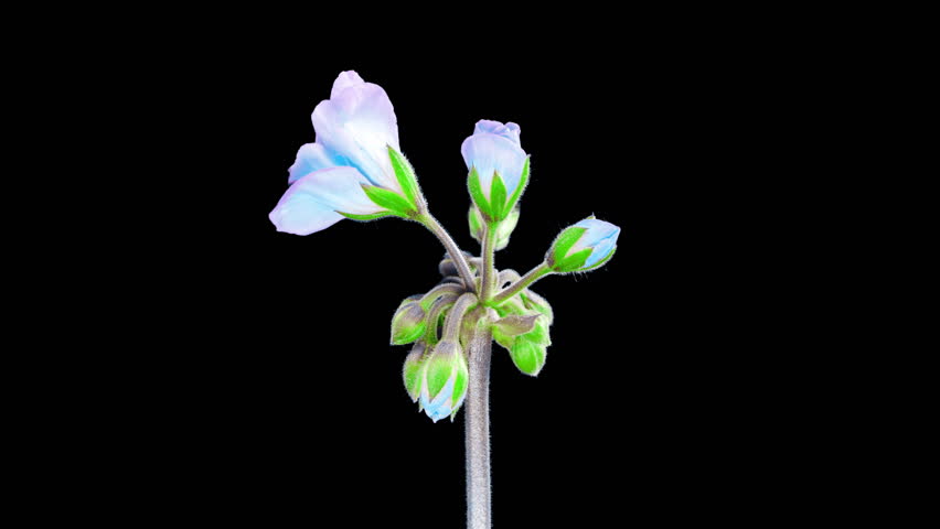 Pink Blue Pelargonium Flowers Blooming in Time Lapse on a Green Leaves Background. Beautiful Neon Geranium Blossoms with Alpha Matte Channel