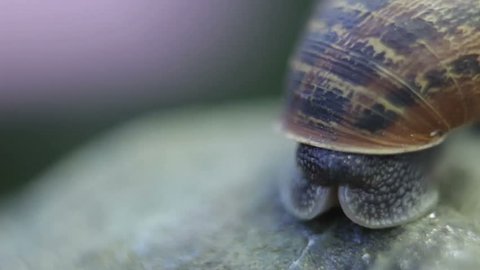 Snail Time lapse sequence Stock Video