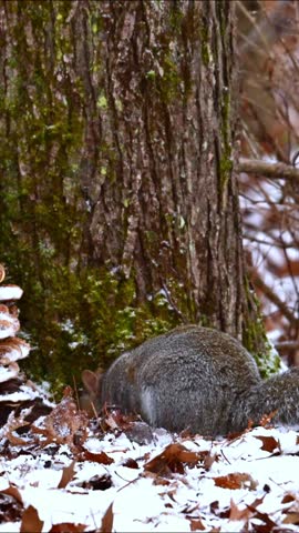 Eastern Grey Squirrel Sciurus carolinensis, squirrel digging through fallen leaves in search of food and eating seeds in forest among trees, New Jersey USA