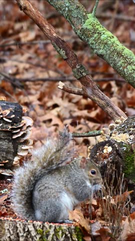 Eastern Grey Squirrel Sciurus carolinensis, squirrel digging through fallen leaves in search of food and eating seeds in forest among trees, New Jersey USA