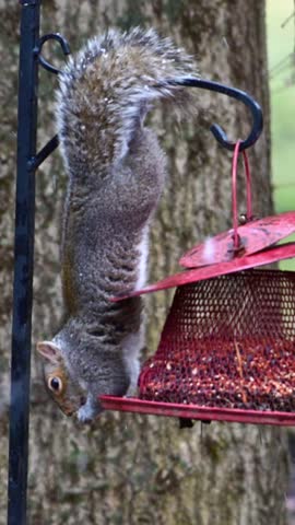 Eastern Grey Squirrel Sciurus carolinensis,  squirrel in search of food climbed into red bird feeder and eats seeds in forest among trees, New Jersey USA 
