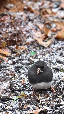 The dark-eyed junco Junco hyemalis, bird on a tree branch in winter, New Jersey