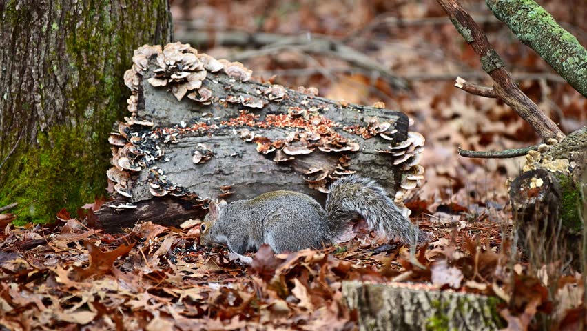 Eastern Grey Squirrel Sciurus carolinensis, squirrel digging through fallen leaves in search of food and eating seeds in forest among trees, New Jersey USA