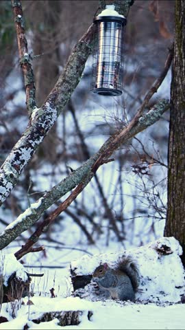 Eastern Grey Squirrel Sciurus carolinensis, squirrel foraging in snow, climbed on bird feeder and eats seeds in forest among trees, New Jersey USA 