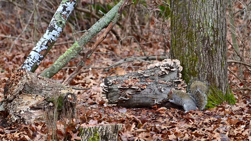Eastern Grey Squirrel Sciurus carolinensis, squirrel digging through fallen leaves in search of food and eating seeds in forest among trees, New Jersey USA