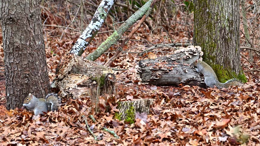 Eastern Grey Squirrel Sciurus carolinensis, squirrel digging through fallen leaves in search of food and eating seeds in forest among trees, New Jersey USA