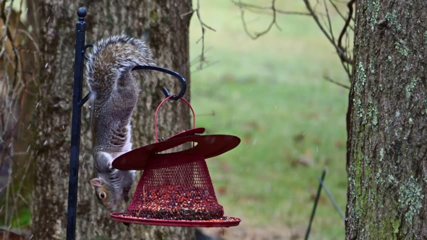 Eastern Grey Squirrel Sciurus carolinensis,  squirrel in search of food climbed into red bird feeder and eats seeds in forest among trees, New Jersey USA