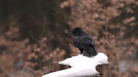 Black bird raven sitting on the tree trunk with snow in the forest nature habitat, animal in autumn wood, Finland. Nature wildlife. Corvus corax in the forest, fall habitat with first snow. - Powered by Shutterstock - Get 15% off with code: PIKWIZARD15
