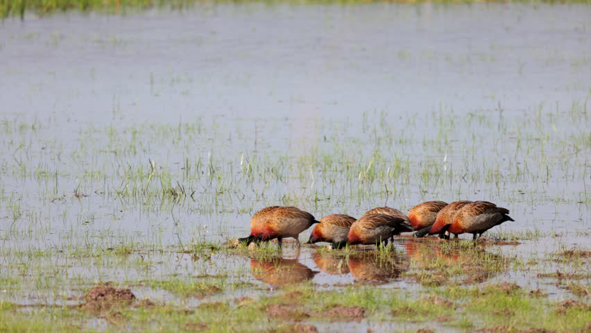 Rainforest marsh with exotic white-headed Whistling-ducks birds in tropical wetland water