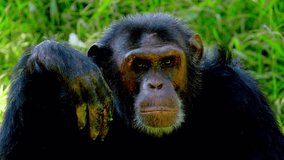 Closeup Of Endangered Chimpanzee In The Wilderness Of Africa. - Powered by Shutterstock - Get 15% off with code: PIKWIZARD15