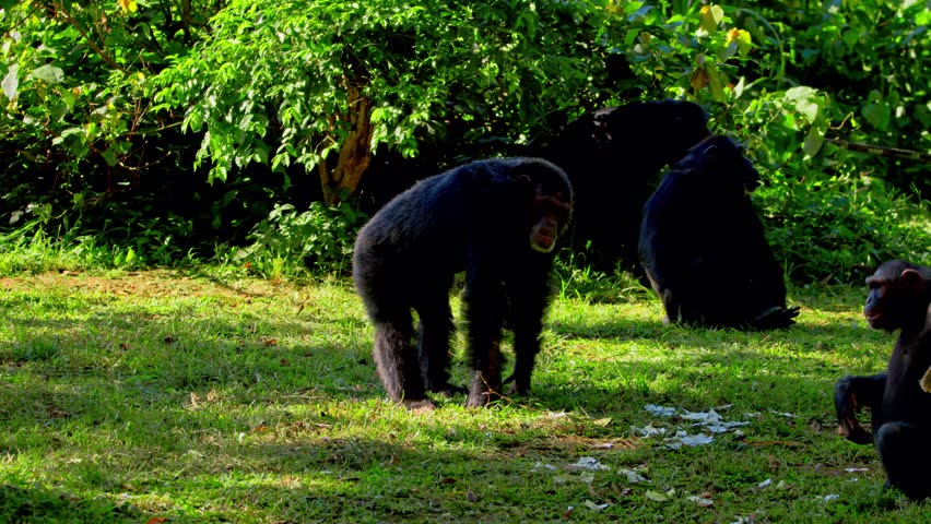 Group Of Chimpanzees Living In Captivity In A Zoo In Uganda, Africa. - wide shot