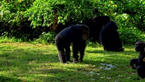 Group Of Chimpanzees Living In Captivity In A Zoo In Uganda, Africa. - wide shot - Powered by Shutterstock - Get 15% off with code: PIKWIZARD15