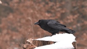 Black bird raven sitting on the tree trunk with snow in the forest nature habitat, animal in autumn wood, Finland. Nature wildlife. Corvus corax in the forest, fall habitat with first snow. - Powered by Shutterstock - Get 15% off with code: PIKWIZARD15