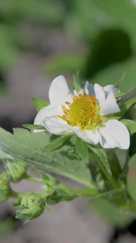 Strawberry plant with small white flower and yellow core, surrounded by green leaves. Early bloom indicating the start of fruit production and the process toward fresh strawberries for harvest