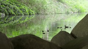 Ducklings swim gracefully under an urban underpass with reflections in the water - Powered by Shutterstock - Get 15% off with code: PIKWIZARD15